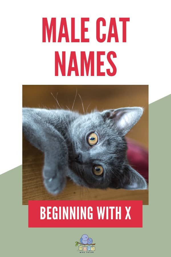 Male Cat Names Beginning with X