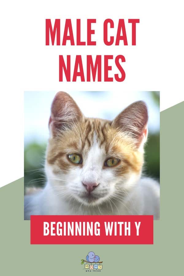 Male Cat Names Beginning with Y