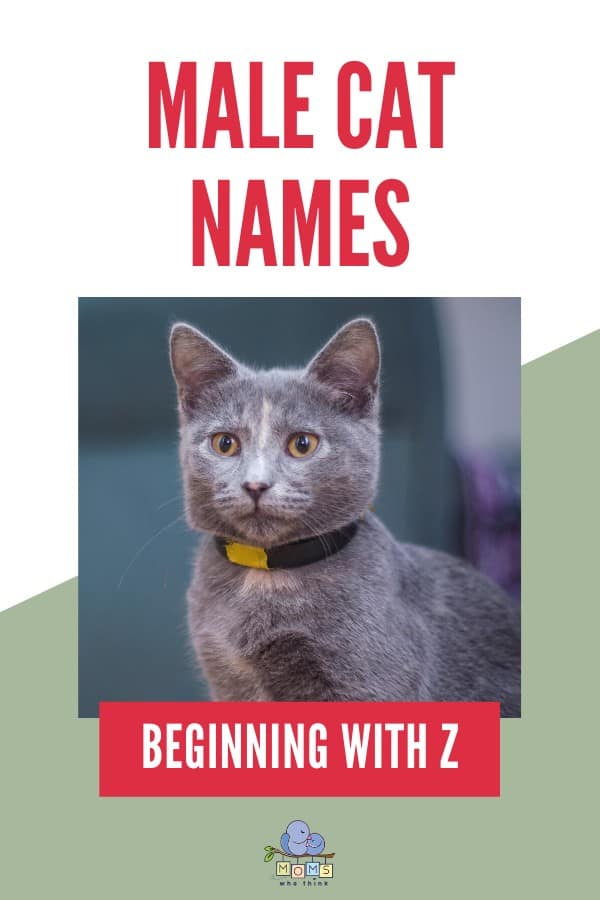Male Cat Names Beginning with Z