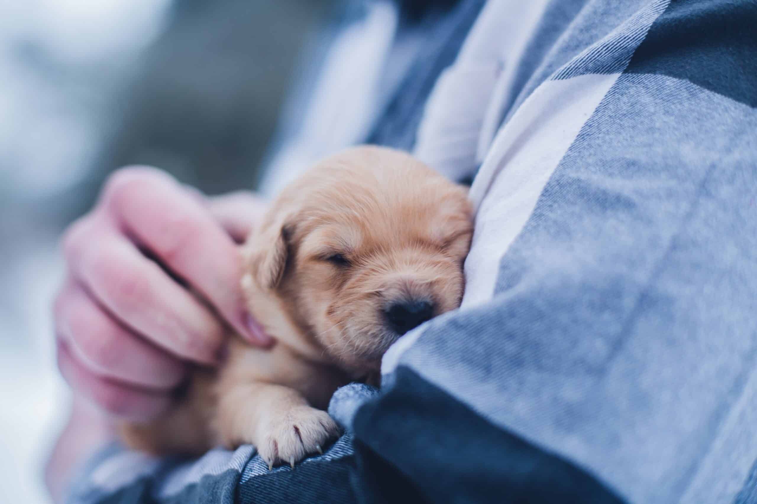 dog, animal, pet and golden puppy