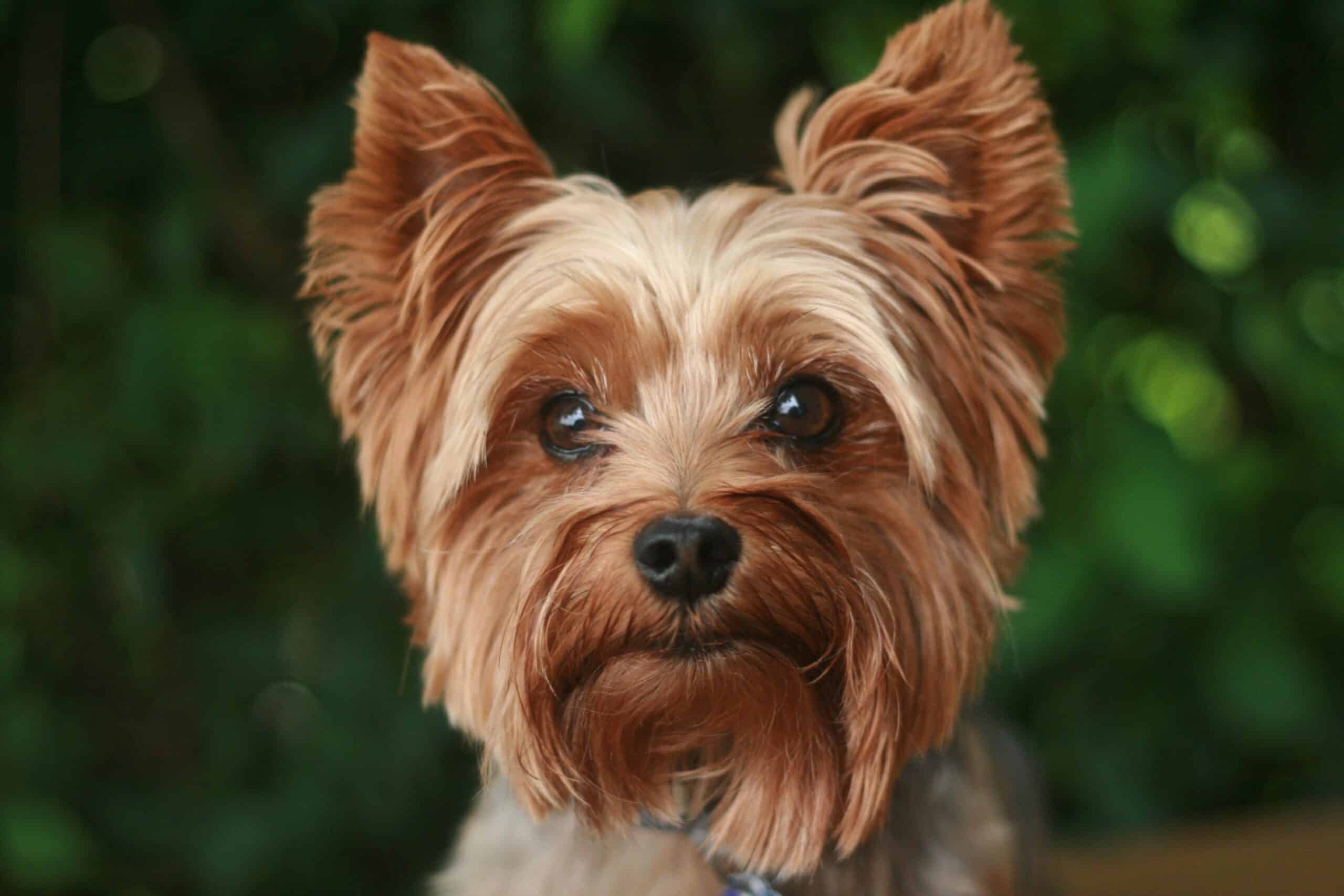 Dog Names