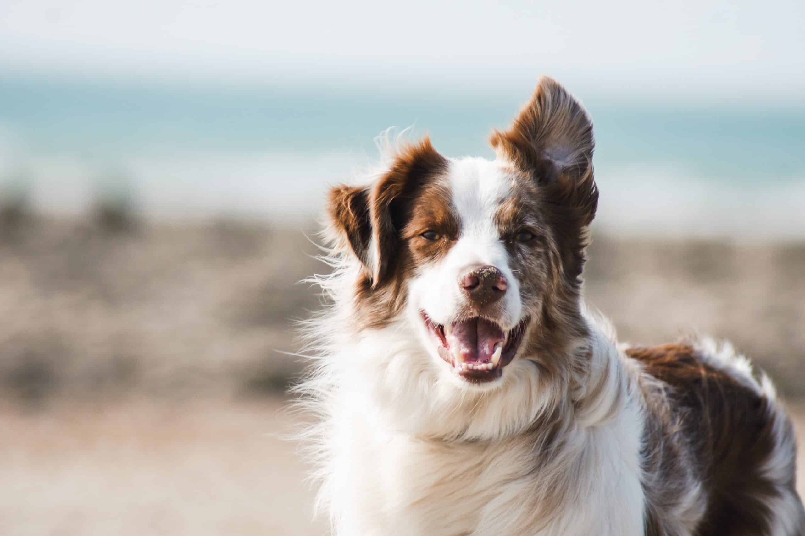 dog, animal, pet and border collie