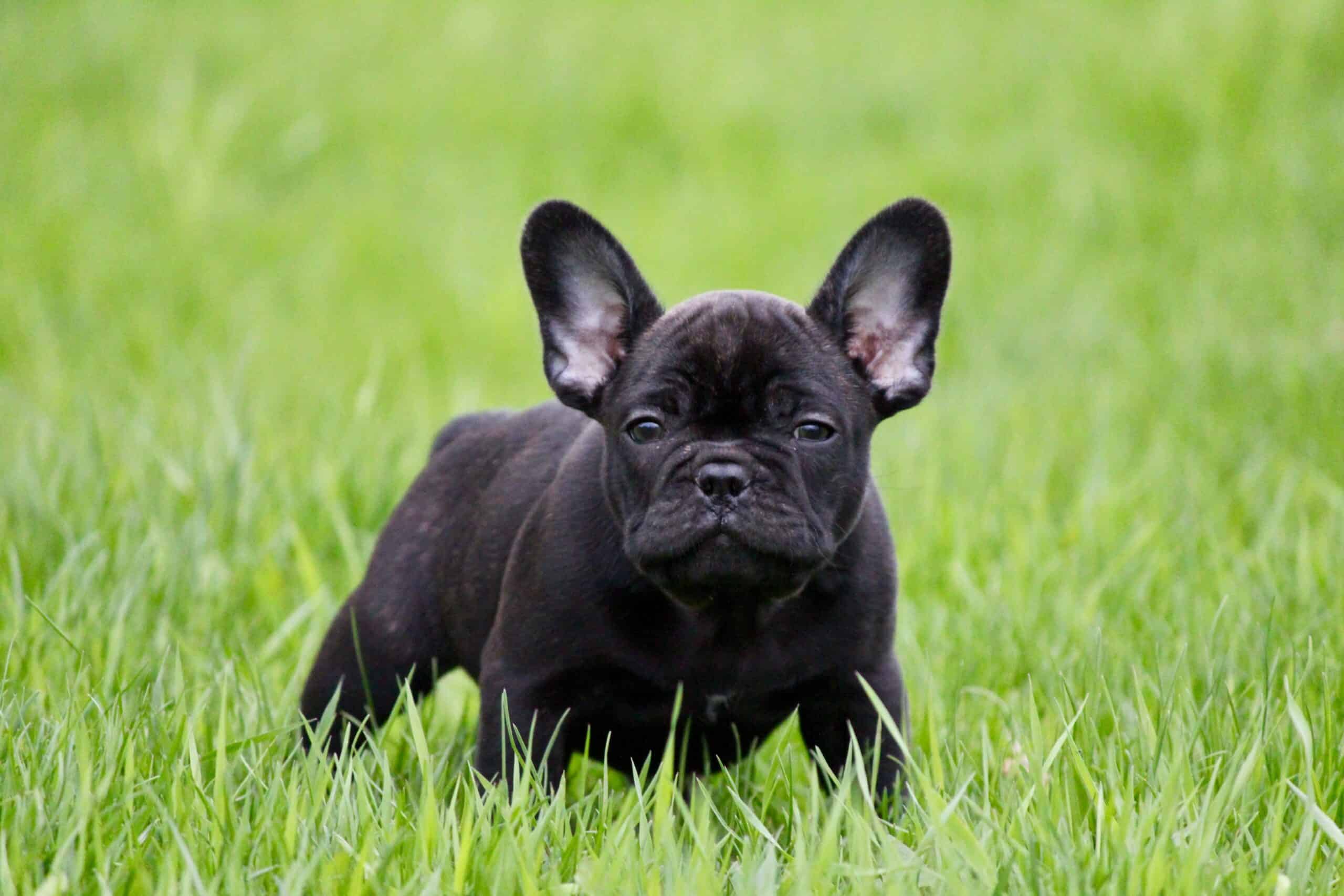 french bulldog, dog, grass and bouledogue français