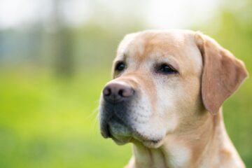 Male dog names