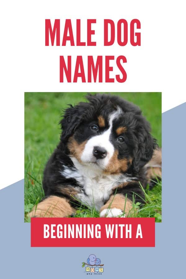 Male dog names beginning with A