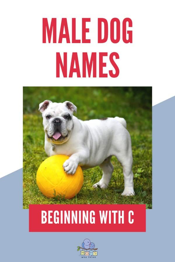 Male Dog Names beginning with C