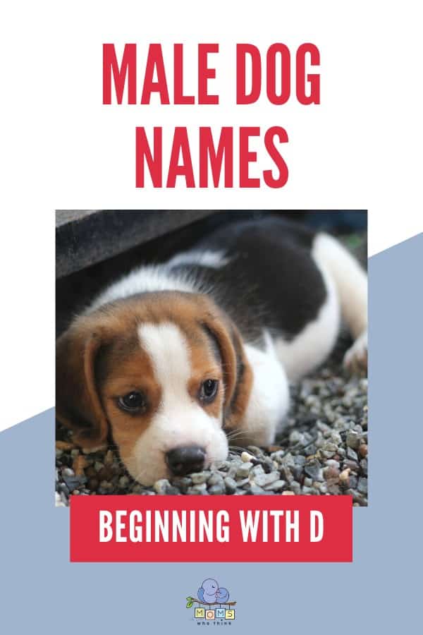 Male Dog Names beginning with D