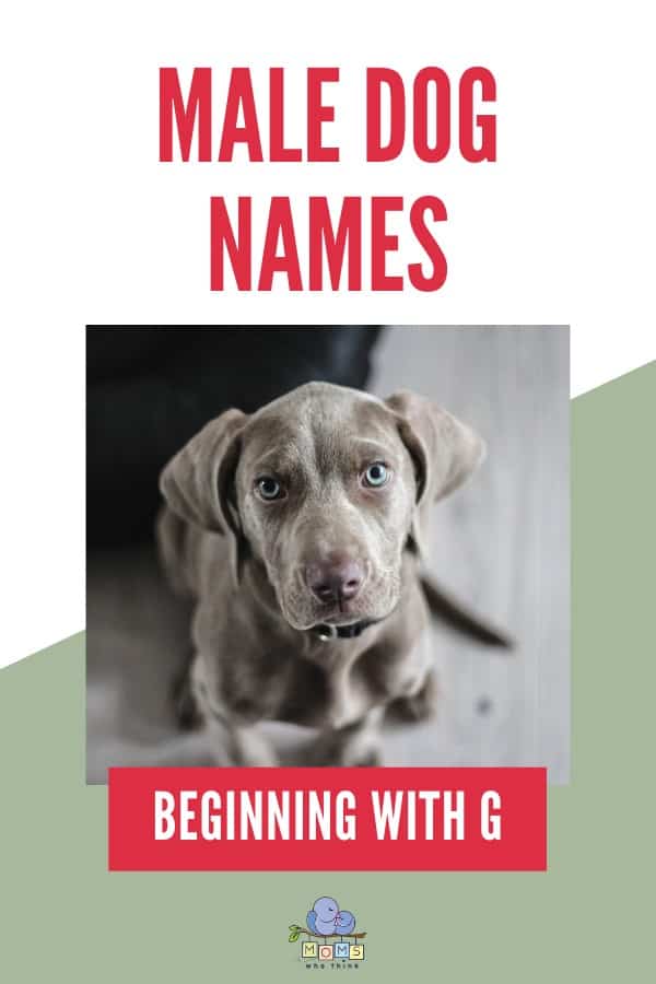 Male Dog Names beginning with G
