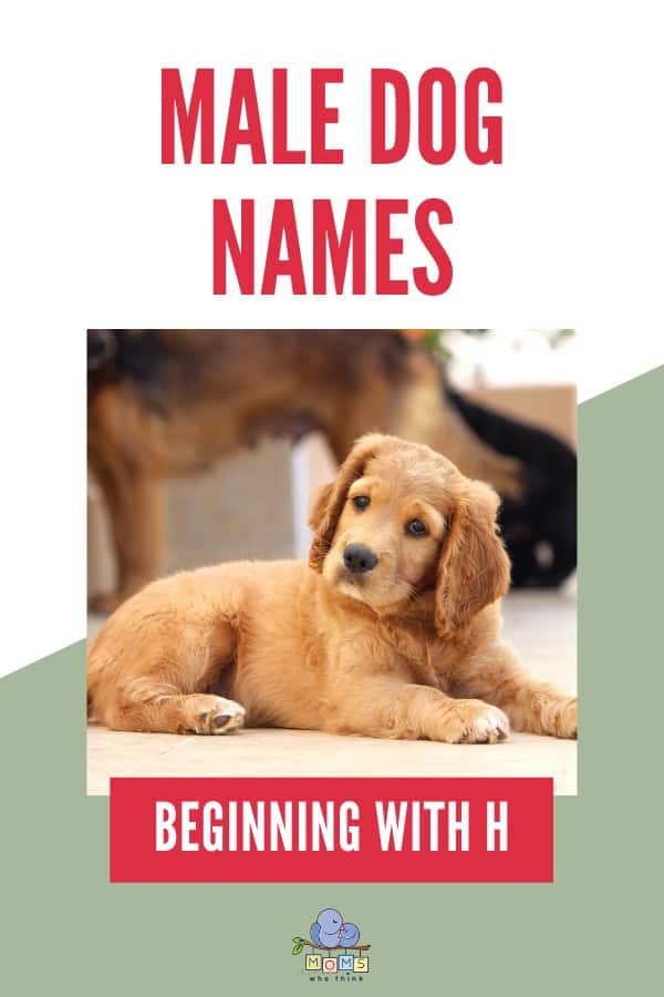 Male Dog Names beginning with H