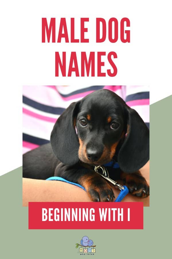 Male Dog Names beginning with I