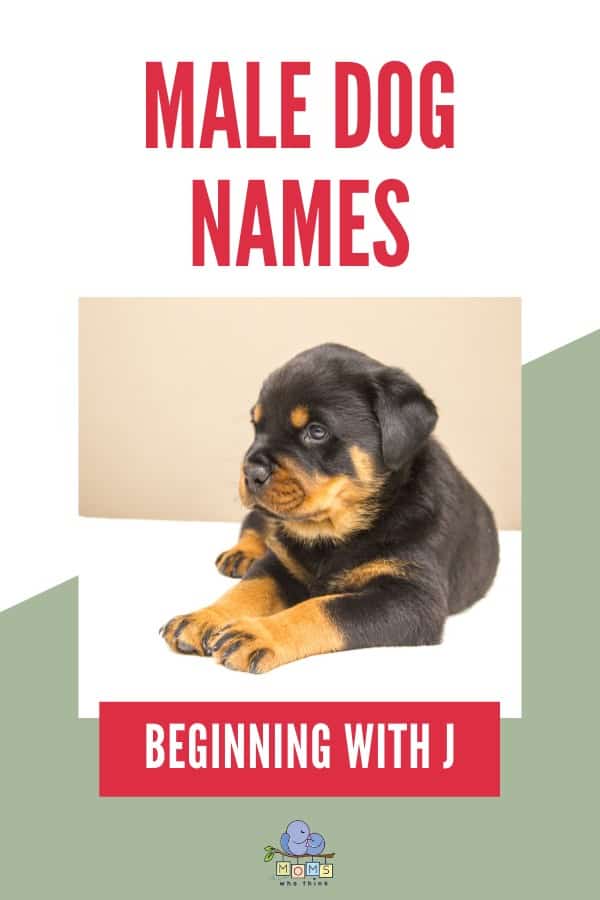 Male Dog Names beginning with J