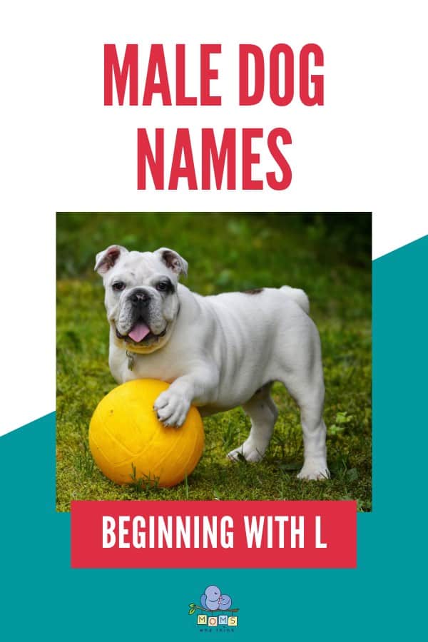 Male Dog Names beginning with L
