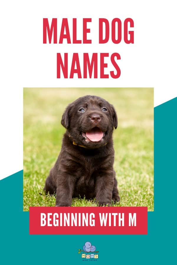 Male Dog Names beginning with M