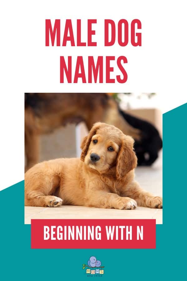 Male Dog Names beginning with N