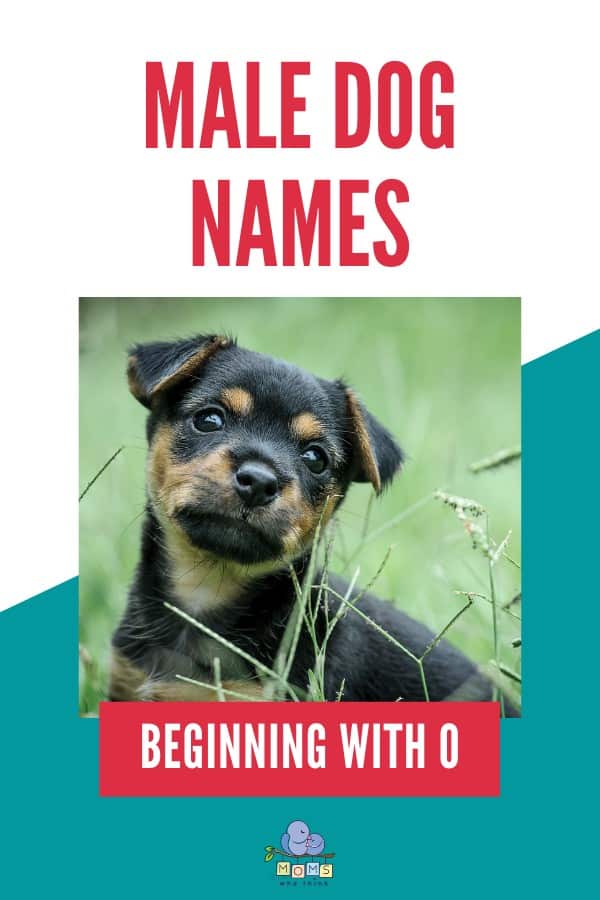 Male Dog Names beginning with O