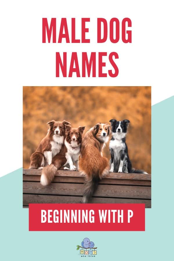Male Dog Names beginning with P