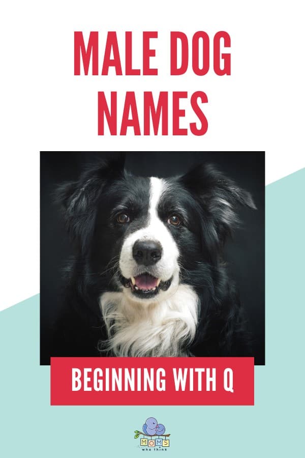 Male Dog Names beginning with Q