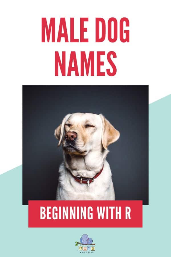 Male Dog Names beginning with R