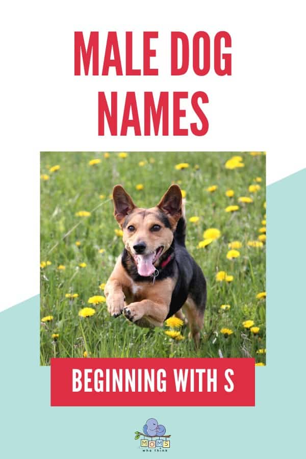Male Dog Names beginning with S