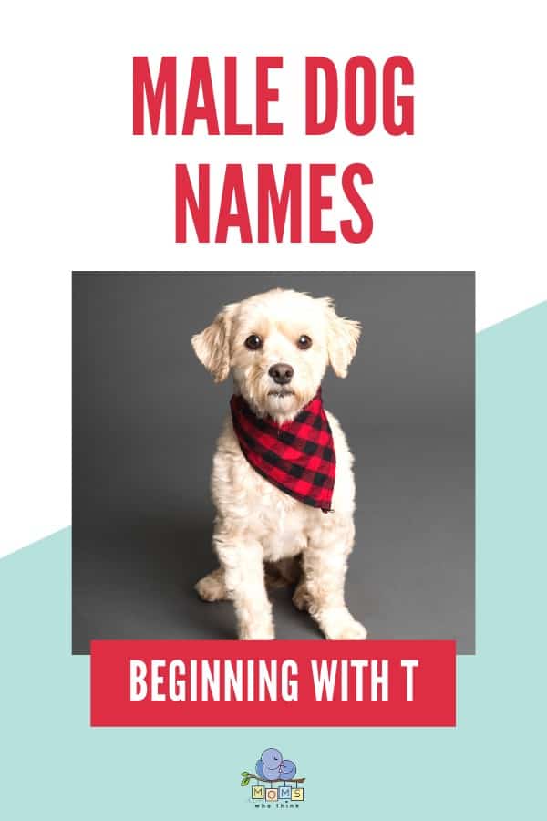 Male Dog Names beginning with T