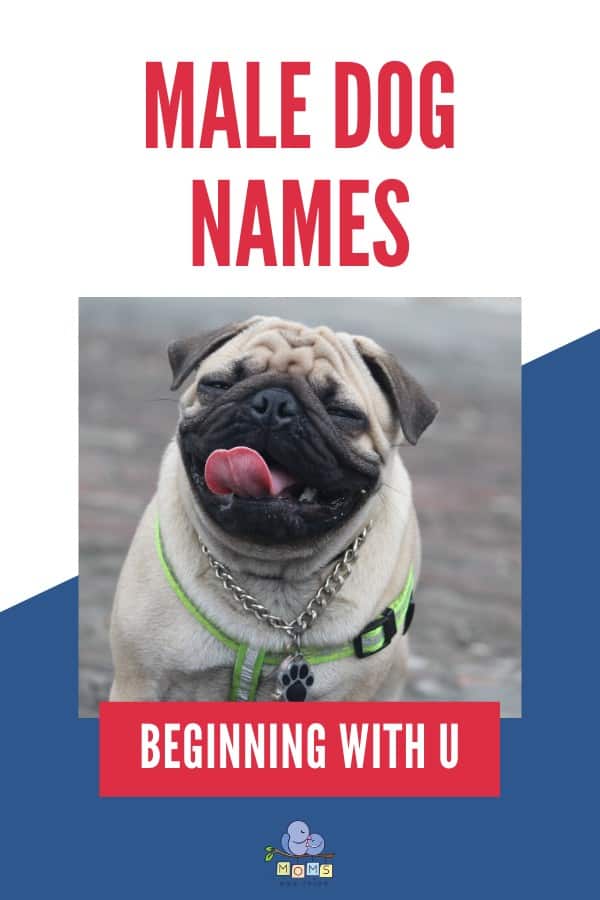 Male Dog Names beginning with U