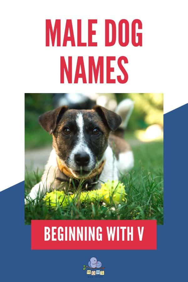 Male Dog Names beginning with V