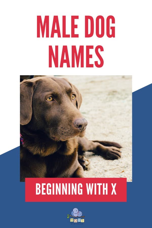 Male Dog Names beginning with X