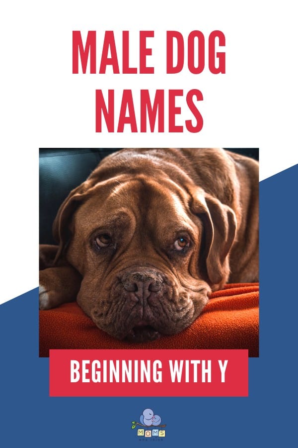 Male Dog Names beginning with Y