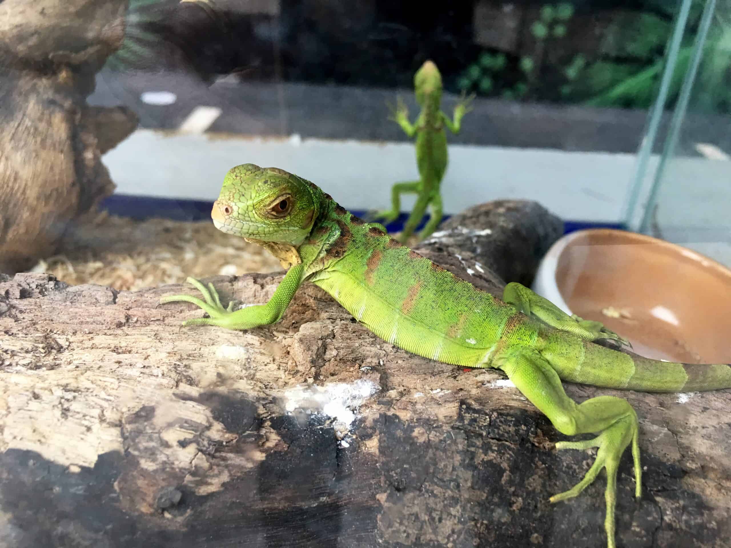 Green Iguana in terrarium pet store.