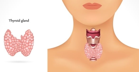 Thyroid and Selenium