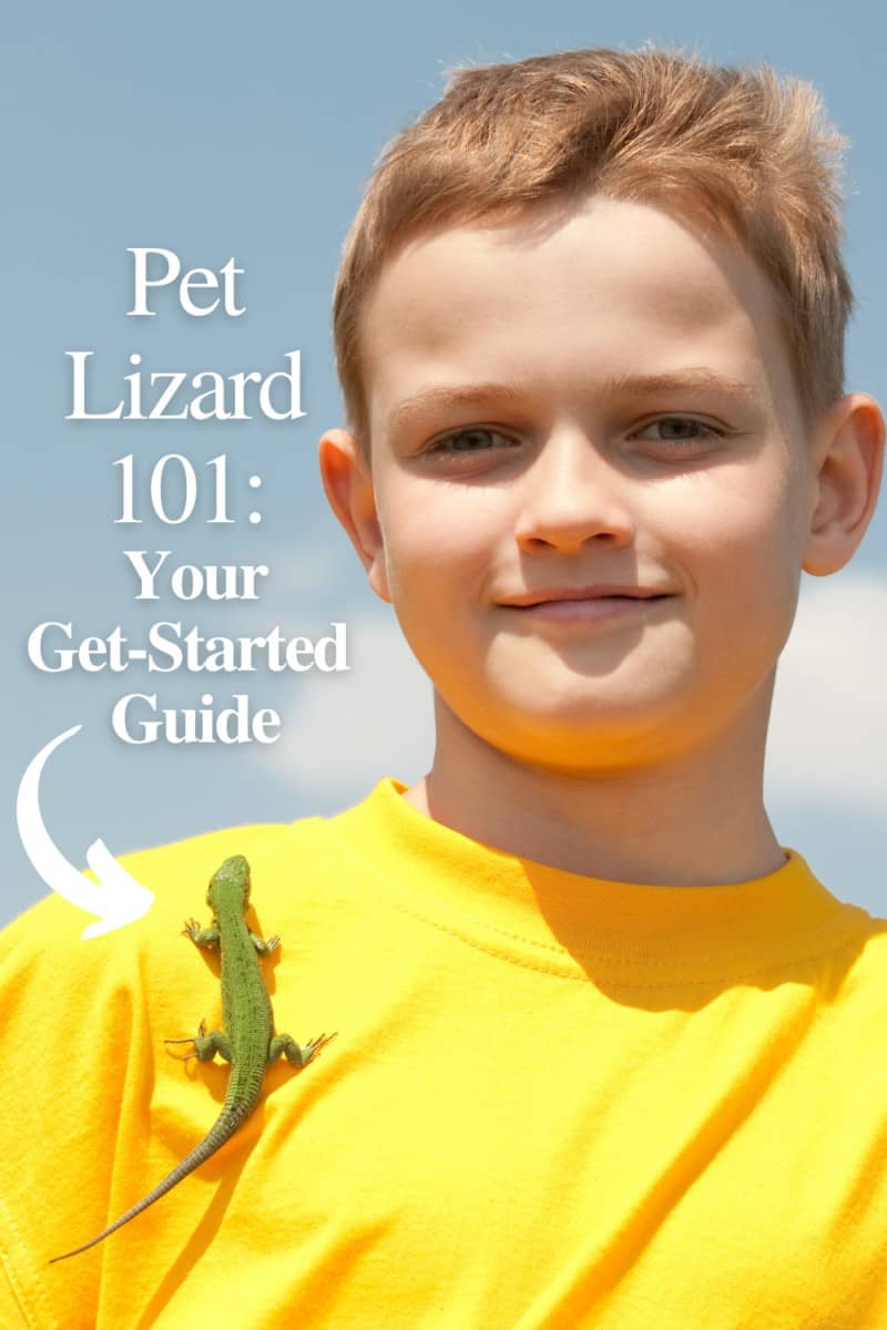 Pet Lizards: Your Ultimate Get-Started Guide | MomsWhoThink.com