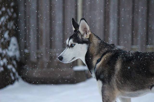 Male dog names, grey, canine, animal and dog