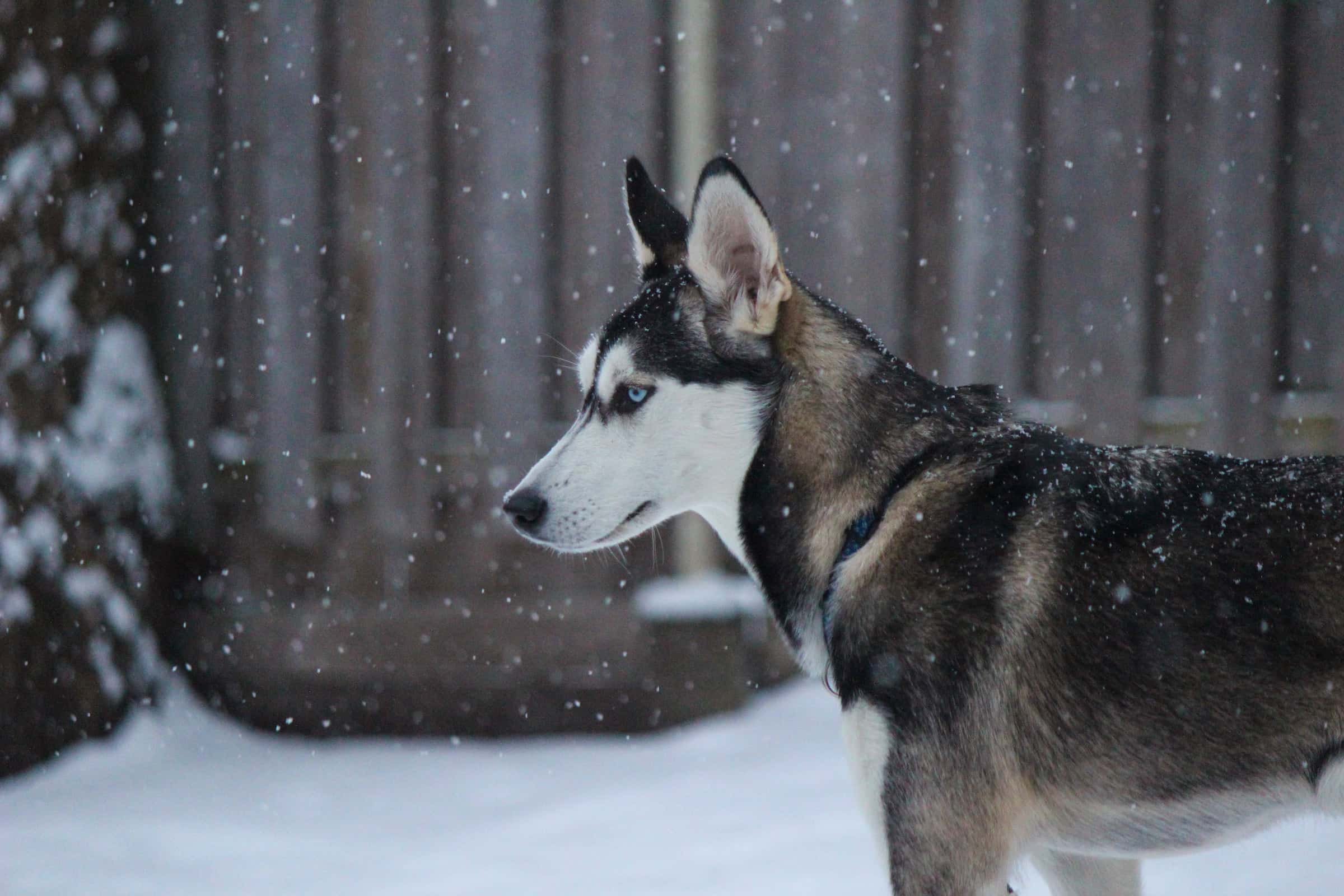 Male dog names, grey, canine, animal and dog