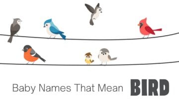 baby names that mean bird