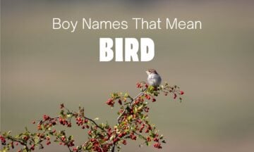 boy names that mean bird