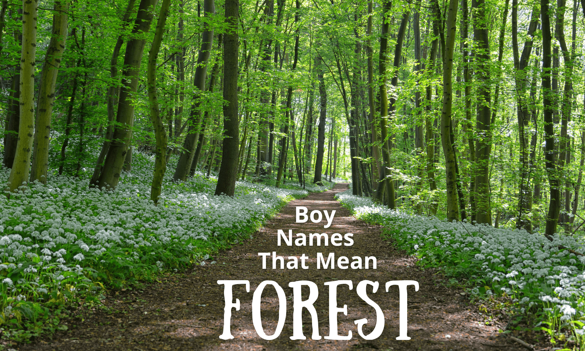 Boy Names That Mean Forest