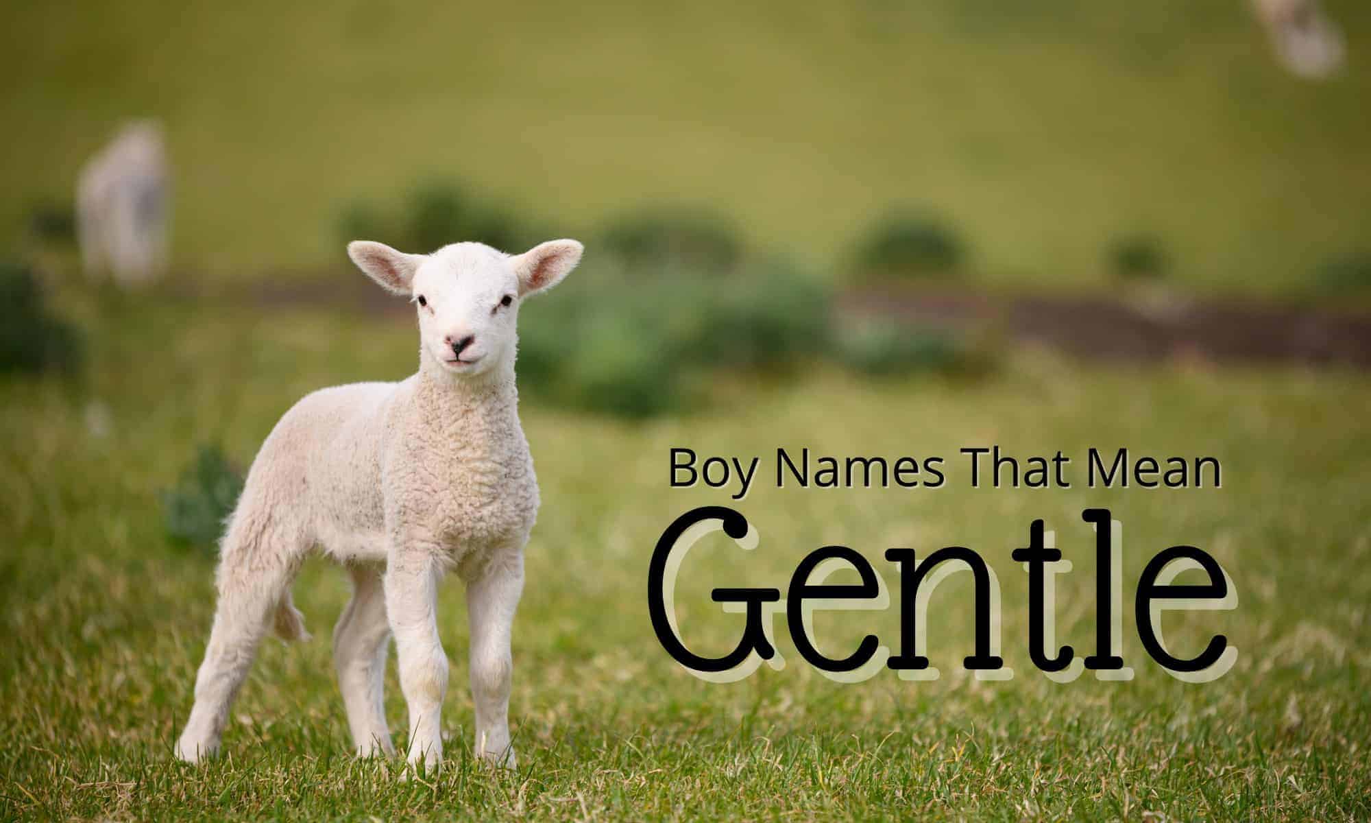Boy Names That Mean Gentle 