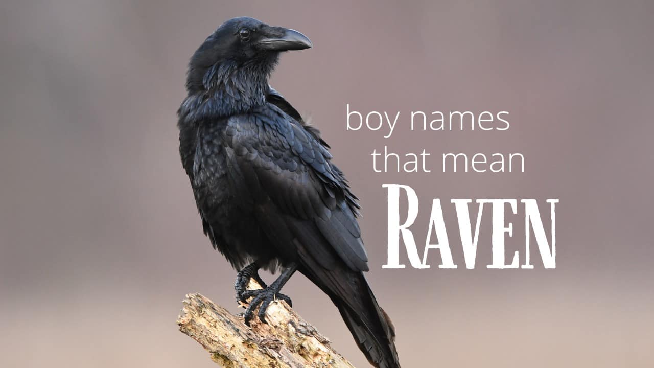 Boy names that mean raven