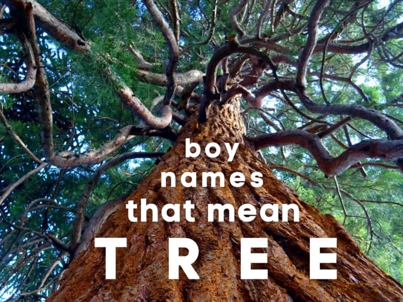 boy names that mean tree