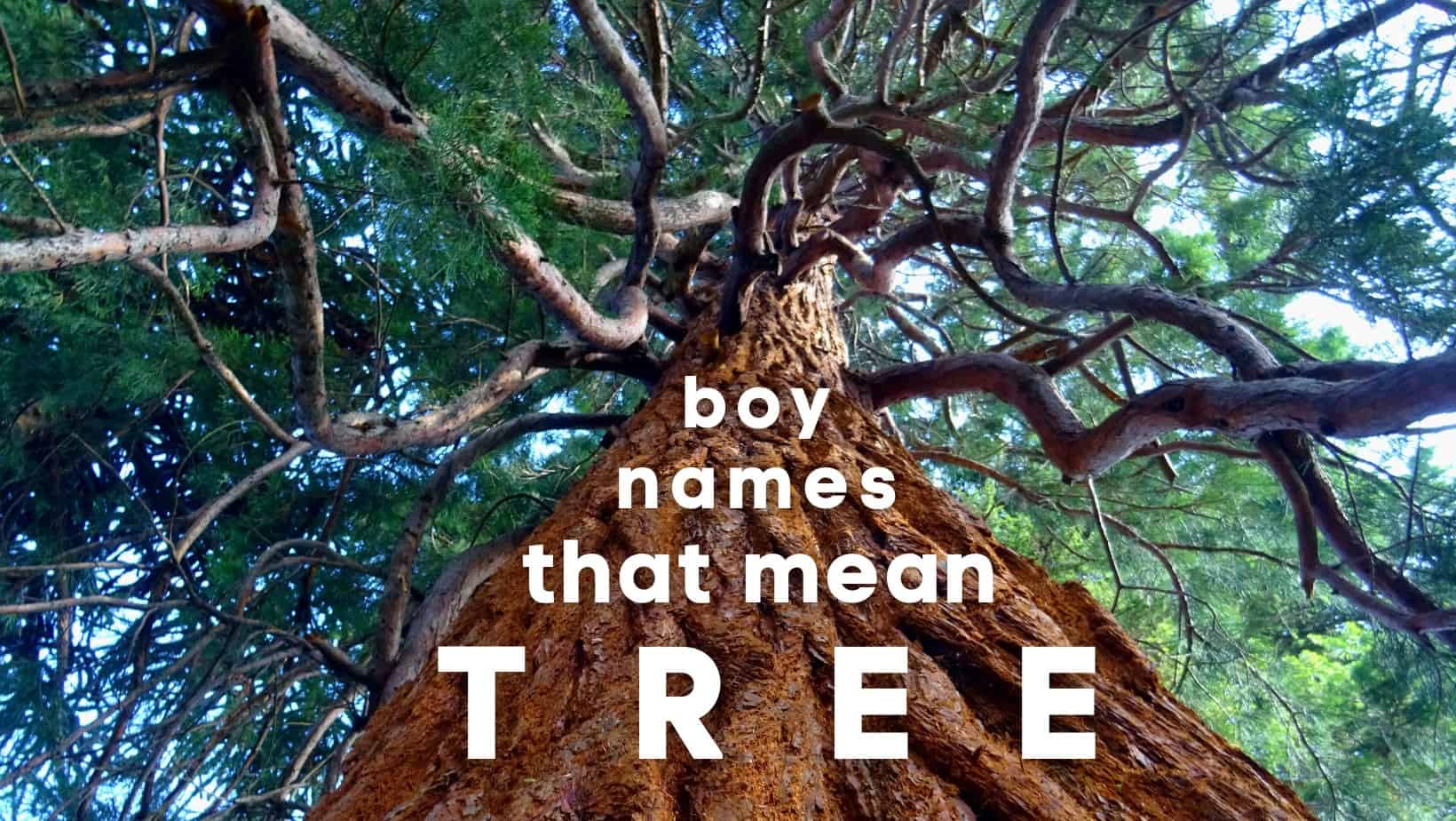 Boy names that mean tree