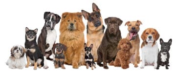 Dog breeds Group of twelve dogs sitting