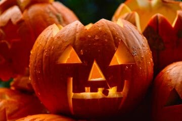Halloween Pumpkin Brown Backgrounds Plant Food Vegetable Produce Fungus Squash HD Wallpapers