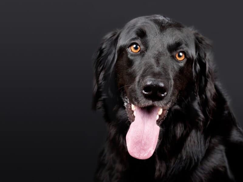 Great dog names by color: black dogs