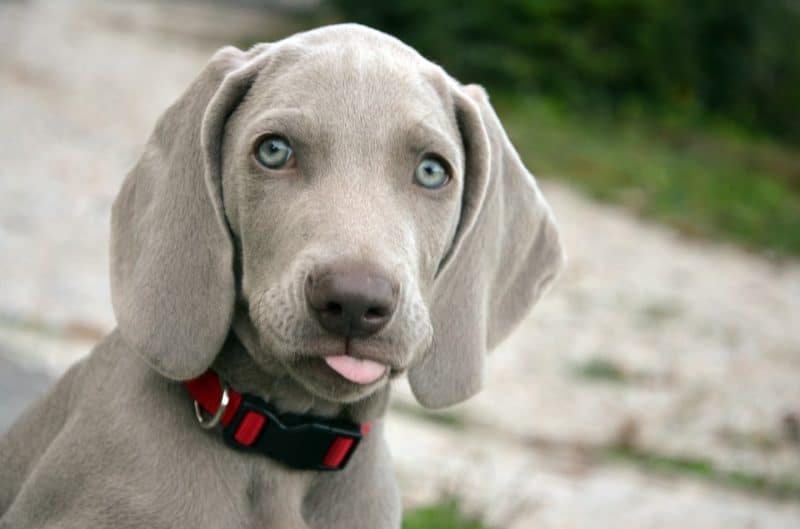 Great dog names by color: silver coated dog