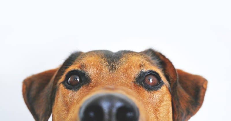 Great dog names by color: brown and tan pup peeking at camera