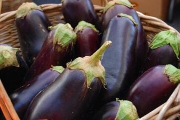 eggplant