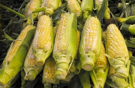 freshcorn