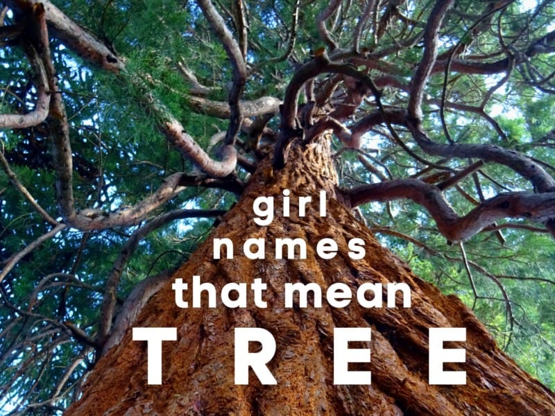 girl names that mean tree