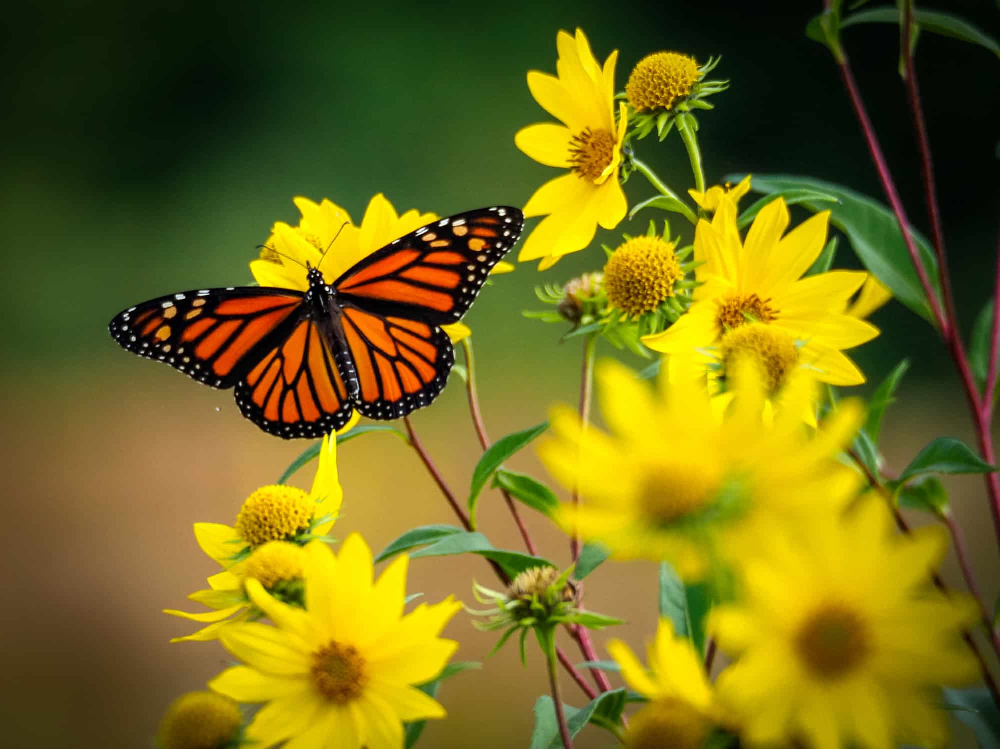 butterfly on a flower