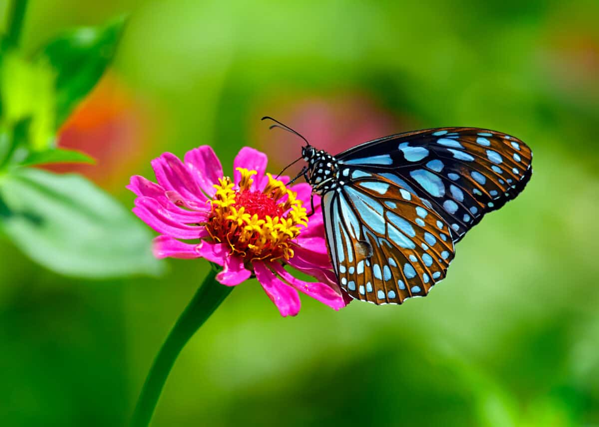 blue butterfly on a pink flower